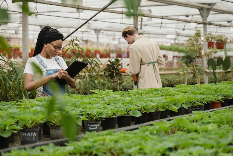 Temperature sensor greenhouse