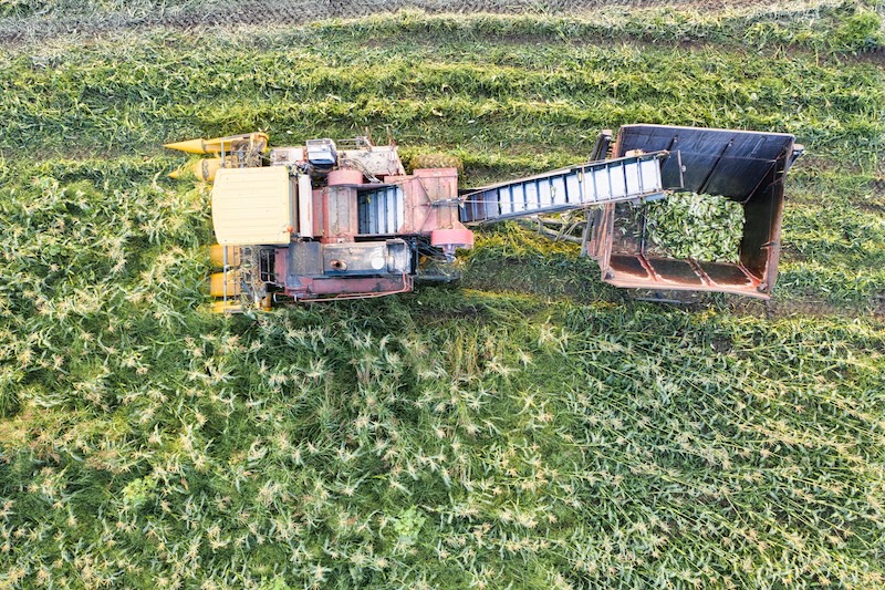 Combine on farm picking up corn